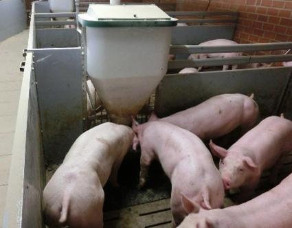 varkens aan topfeeder